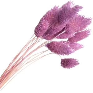 Purple Preserved Grass | 20 Stems
